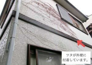 ツタ 付着